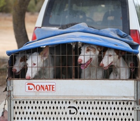 Dogs in a  trailer in Talaiot