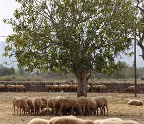 Apologies, coming from a farm in Devon, I have a thing about livestock, in this case sheep