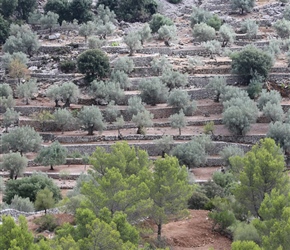 Olive Terraces