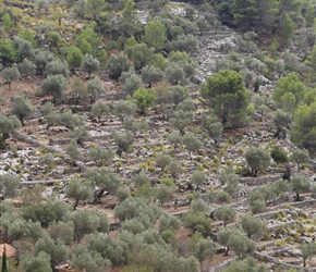 Olive Groves