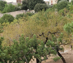 Olive trees and church