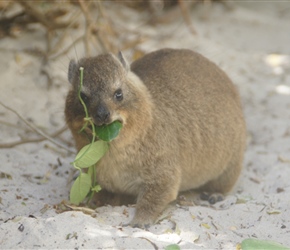 The Cape rock hyrax, commonly known in South Africa as a dassie or a rock rabbit, is a stocky, squat animal that looks more like a guinea pig than a rabbit.