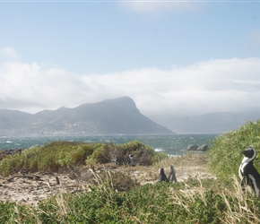 African penguins at Boulders Beach