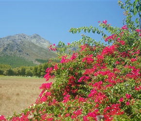 Bouganvilliers, growing will these are really attractive