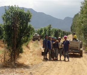 Plum pickers