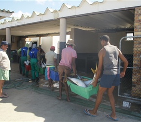 Taking fish to be weighed