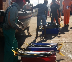 Yellow tailed tuna in boxes