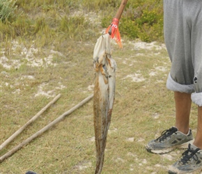 Caught with a lure this octopus was caught