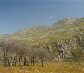 Trees and mountains near Stanford