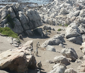 Penguins at Bettys Bay