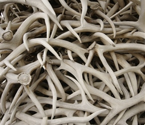 Elk Antlers, close up of the display