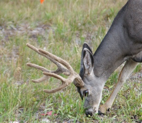 White tipped deer in velvet