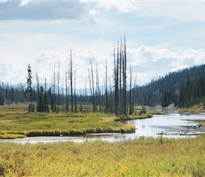 Lewis River. The dead trees are from the fires which began outside of the park burned 63% or approximately 500,000 acres of the total acreage.