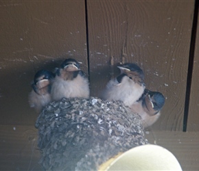 Chicks on top of a light at Colter Bay