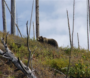 My first Grizzly Bear and about as close as the ranger would let it get. I was caught at a traffic light, so he came out and fired a noise to scare it away