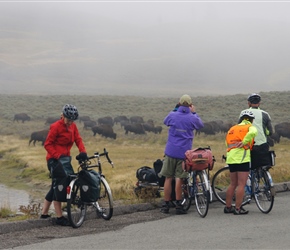 Watching the Bison in the Haydon Valley