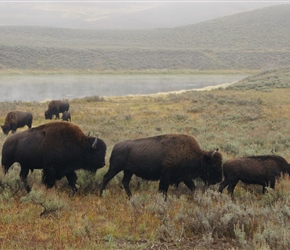 Bison in the Haydon Valley