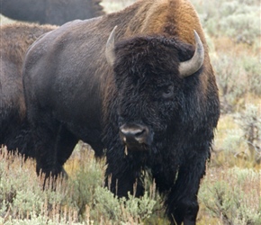 Bison in the Haydon Valley