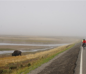 Dianne admires her first Bison in the Haydon Valley