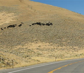 Diane passes cowboys rounding up cattle