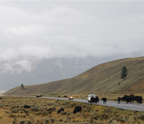 Bison jam in the Lamar Valley