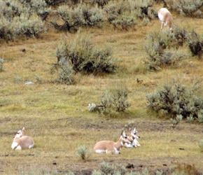 Pronghorn