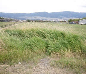 The grass shows just how strong that headwind was