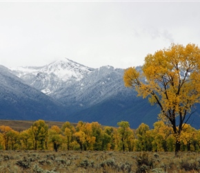 Aspens and fresh snow on the mountains