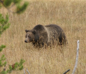 Grizzly Bear in Lake. Having spent 2 weeks staring into bushes etc to se one, this one popped up in full view as we left the accommodation