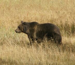 Grizzly Bear