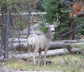 White Tipped Deer