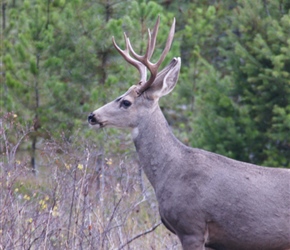 White Tipped Deer