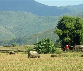 1.3 11 Buffalos in paddy field