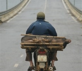 1.8 10 Pig on a motorbike