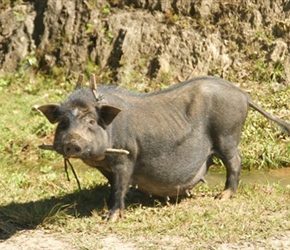 1.4 10 Pig