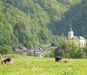 Harvesting