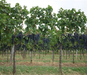 Grapes on the road to Hrusevica