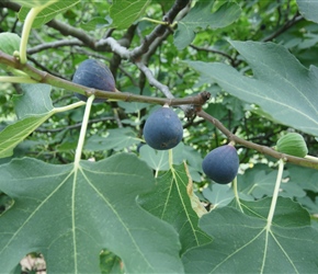 Figs