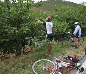 Carel picking figs. Quite a lot here and we happily grazed for some time