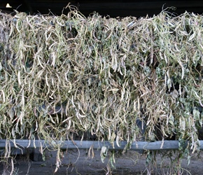 Bean drying at Rudno