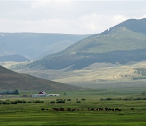 Yes that is a buffalo herd