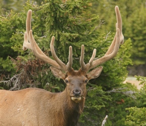 Bull Elk