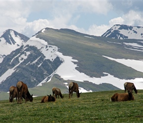 Third herd of Elk we'd seen