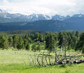 Fallen tree near Estes Park