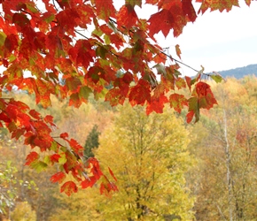 Red Foliage