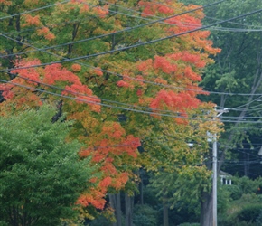 Janet and John dress specifically to match the trees