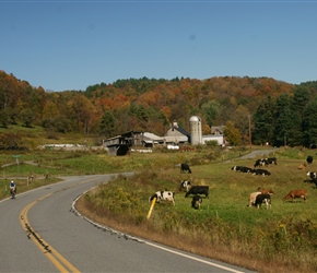 Yes we're in farming country. Colin climbs past cows