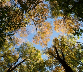 Leaf canopy at Flume Gorge