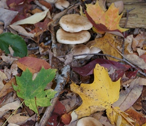 Fungi and leaves at Flume Gorge