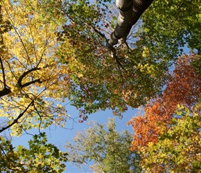 Leaf Canopy at Flume Gorge